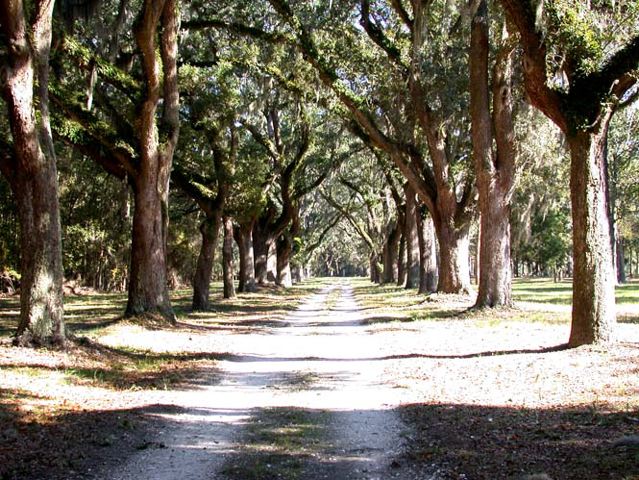 tree_lined_drive_at__2ffd00.jpg